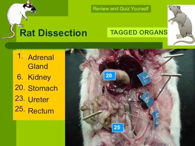Rat Dissection 1. 6. 20. 23. 25. TAGGED ORGANS Source #7