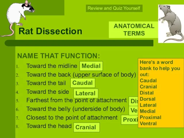Rat Dissection Toward the midline Toward the back (upper surface of