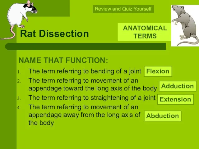 Rat Dissection The term referring to bending of a joint The