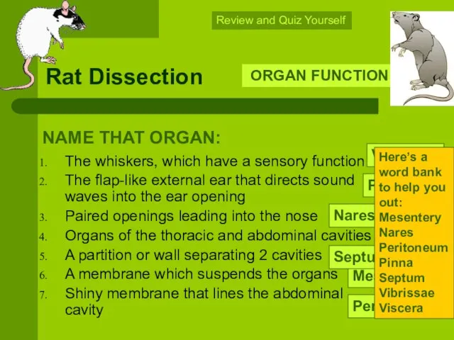 Rat Dissection The whiskers, which have a sensory function The flap-like