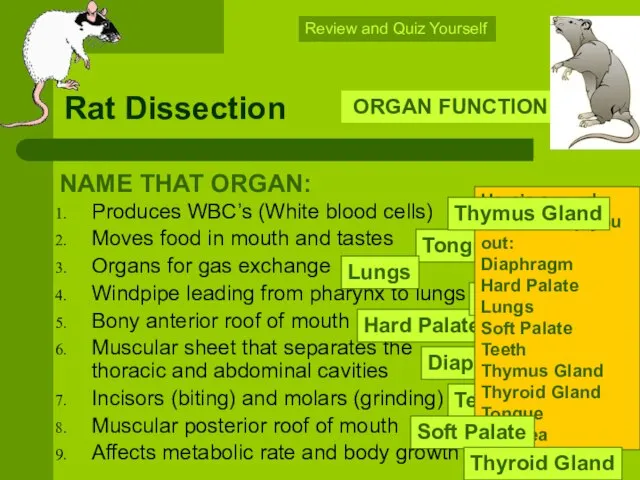 Rat Dissection Produces WBC’s (White blood cells) Moves food in mouth