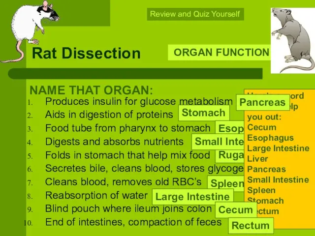 Rat Dissection Produces insulin for glucose metabolism Aids in digestion of