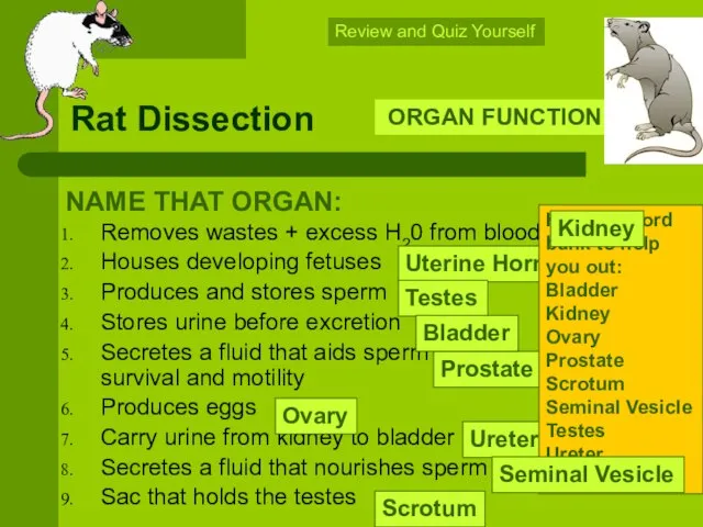 Rat Dissection Removes wastes + excess H20 from blood Houses developing