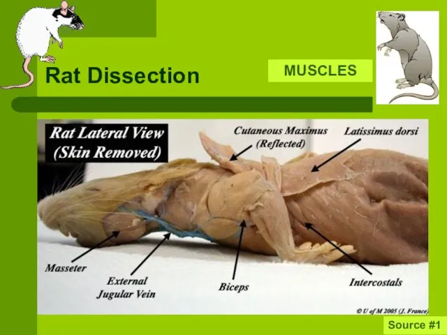 Rat Dissection MUSCLES Source #1