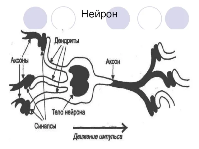 Нейрон