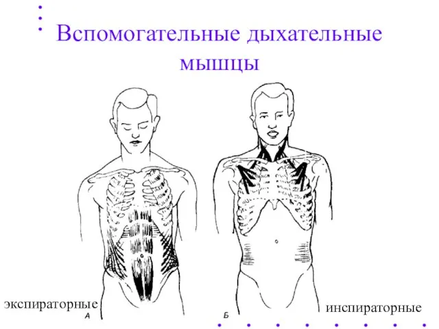 Вспомогательные дыхательные мышцы экспираторные инспираторные