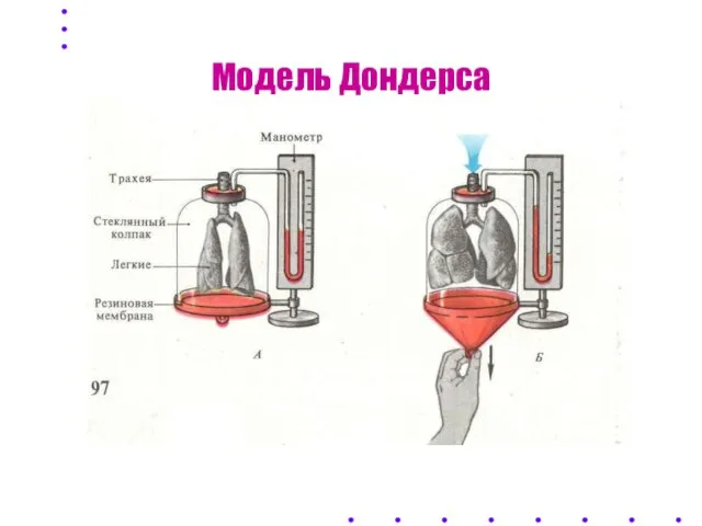 Модель Дондерса