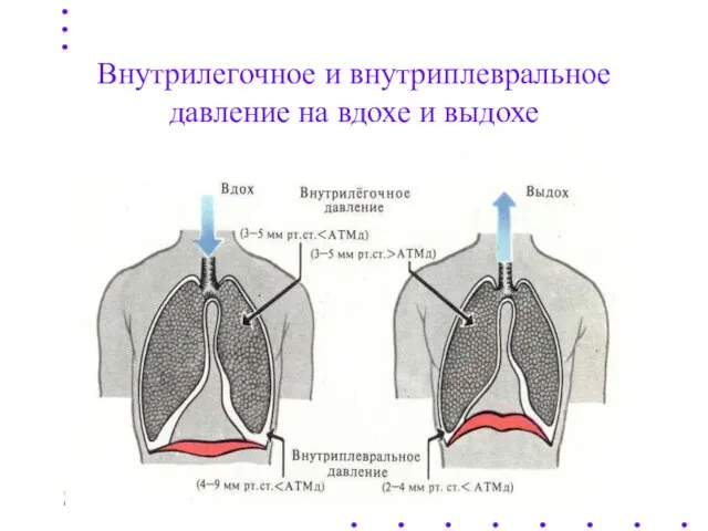 Внутрилегочное и внутриплевральное давление на вдохе и выдохе