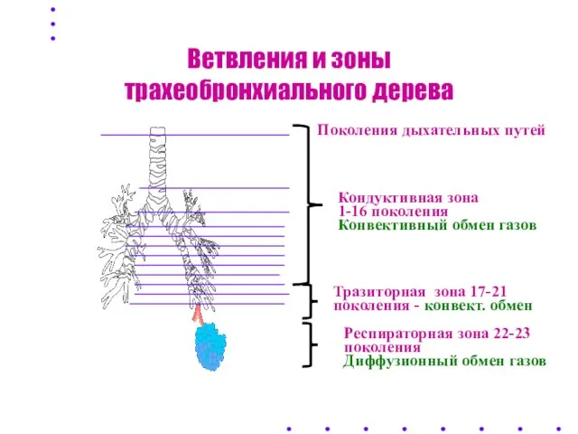 Ветвления и зоны трахеобронхиального дерева Поколения дыхательных путей Кондуктивная зона 1-16