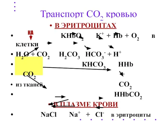 Транспорт СО2 кровью В ЭРИТРОЦИТАХ KHbO2 K+ + Hb + O2