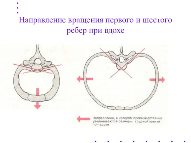 Направление вращения первого и шестого ребер при вдохе