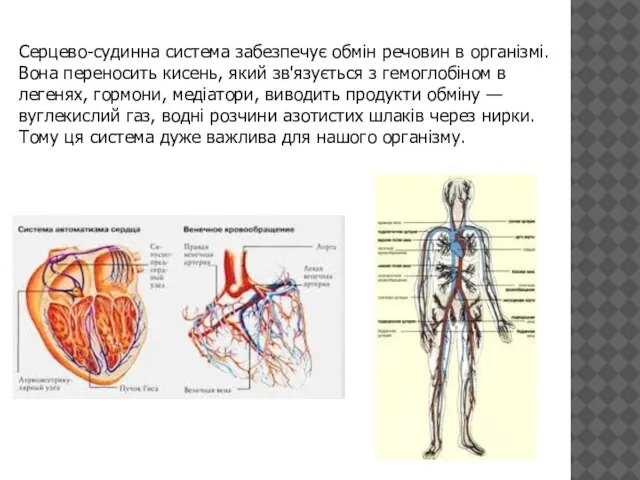 Серцево-судинна система забезпечує обмін речовин в організмі. Вона переносить кисень, який