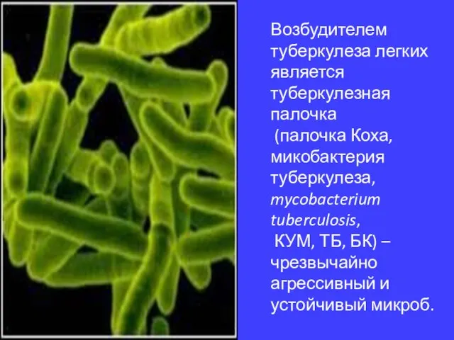 Возбудителем туберкулеза легких является туберкулезная палочка (палочка Коха, микобактерия туберкулеза, mycobacterium