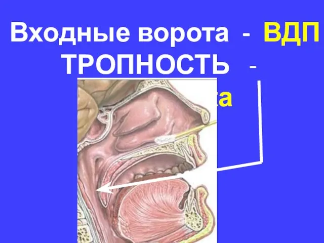 Входные ворота - ВДП ТРОПНОСТЬ - носоглотка