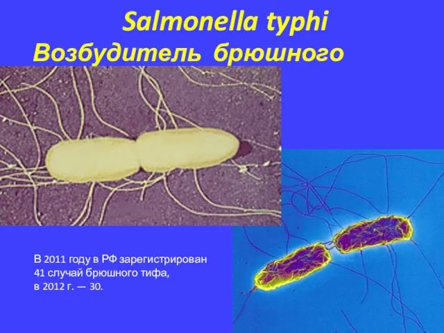 Salmonella typhi Возбудитель брюшного тифа В 2011 году в РФ зарегистрирован