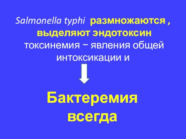 Salmonella typhi размножаются , выделяют эндотоксин токсинемия − явления общей интоксикации и Бактеремия всегда