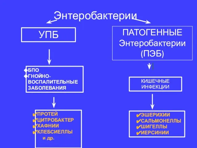 Энтеробактерии УПБ ПАТОГЕННЫЕ Энтеробактерии (ПЭБ) БПО ГНОЙНО-ВОСПАЛИТЕЛЬНЫЕ ЗАБОЛЕВАНИЯ КИШЕЧНЫЕ ИНФЕКЦИИ ЭШЕРИХИИ