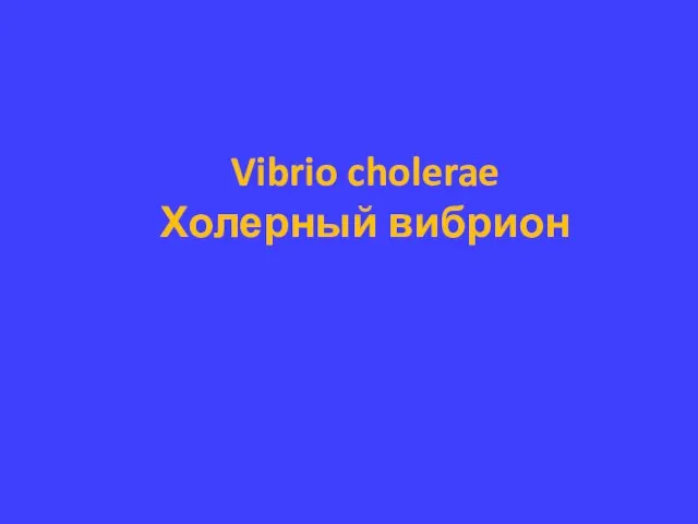 Vibrio cholerae Холерный вибрион