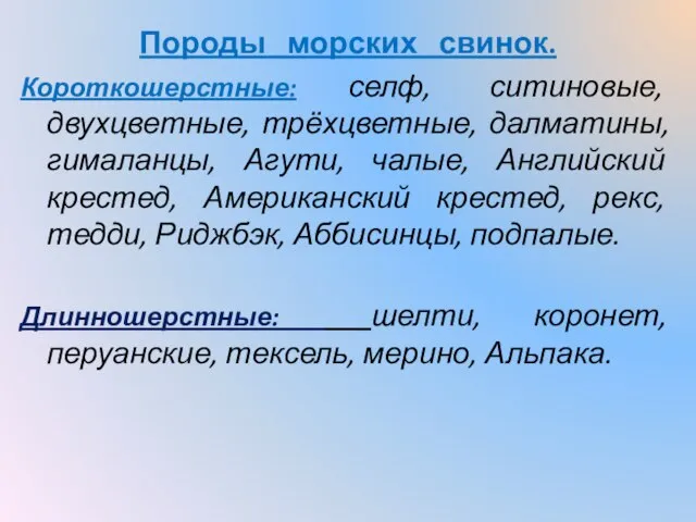 Породы морских свинок. Короткошерстные: селф, ситиновые, двухцветные, трёхцветные, далматины, гималанцы, Агути,