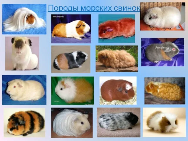 Породы морских свинок