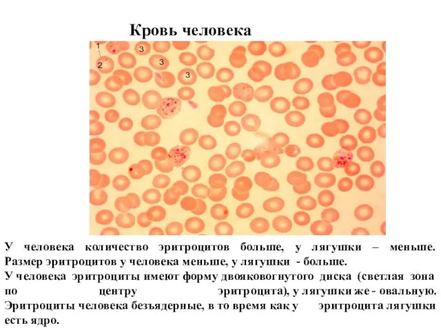 Кровь человека У человека количество эритроцитов больше, у лягушки – меньше.