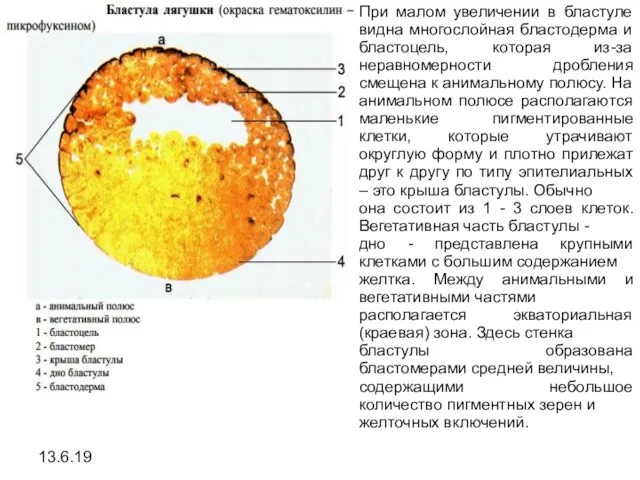 13.6.19 При малом увеличении в бластуле видна многослойная бластодерма и бластоцель,