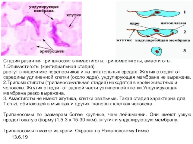 13.6.19 Стадии развития трипаносом: эпимастиготы, трипомастиготы, амастиготы. 1.Эпимастиготы (критидиальная стадия) растут