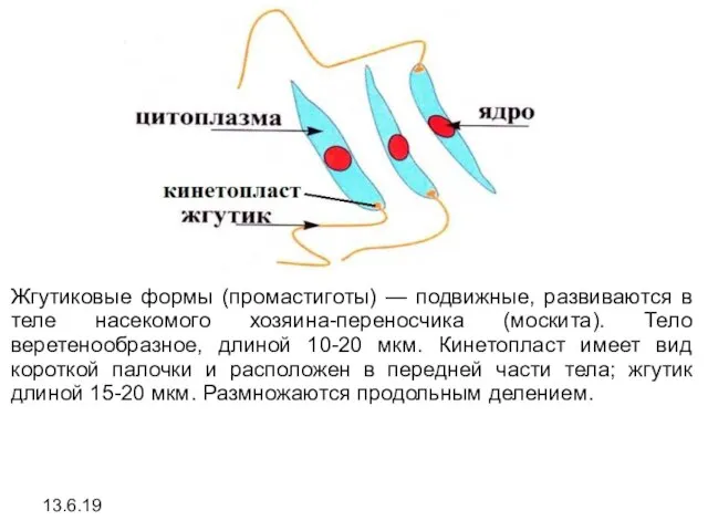 13.6.19 Жгутиковые формы (промастиготы) — подвижные, развиваются в теле насекомого хозяина-переносчика