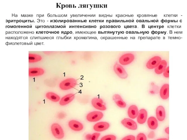 Кровь лягушки На мазке при большом увеличении видны красные кровяные клетки