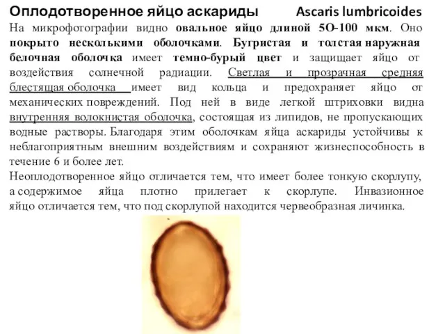 Оплодотворенное яйцо аскариды Ascaris lumbricoides На микрофотографии видно овальное яйцо длиной