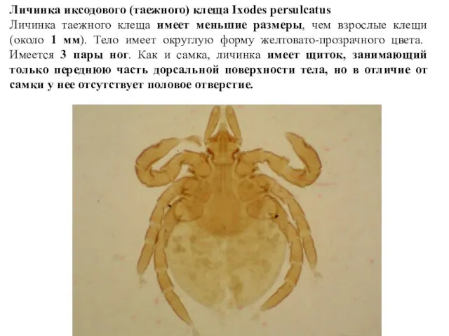 Личинка иксодового (таежного) клеща Ixodes persulcatus Личинка таежного клеща имеет меньшие