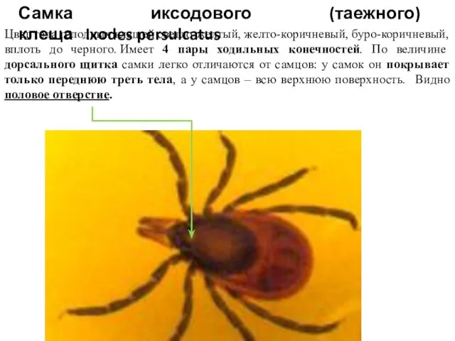 Самка иксодового (таежного) клеща Ixodes persulcatus Цвет тела голодных клещей светло-желтый,