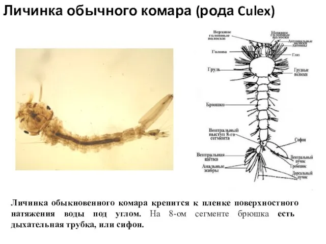 Личинка обычного комара (рода Culex) Личинка обыкновенного комара крепится к пленке