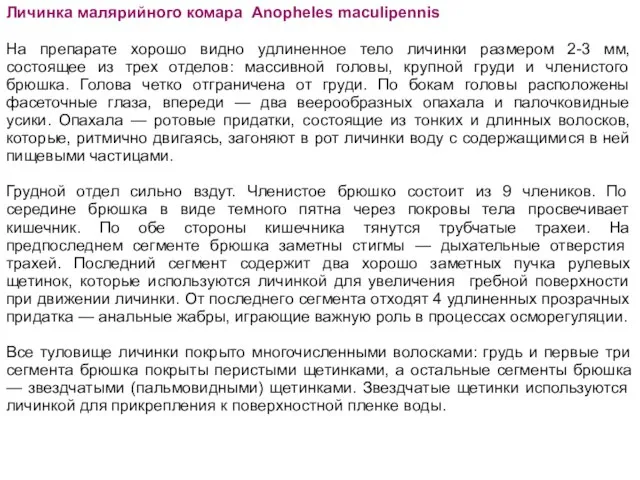 Личинка малярийного комара Anopheles maculipennis На препарате хорошо видно удлиненное тело