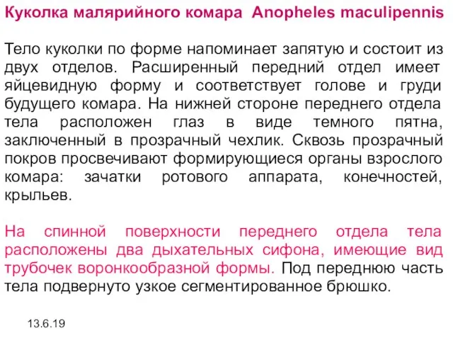 13.6.19 Куколка малярийного комара Anopheles maculipennis Тело куколки по форме напоминает