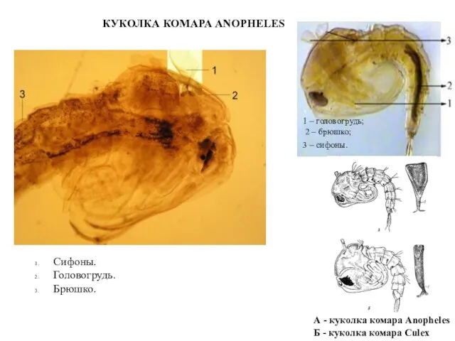 КУКОЛКА КОМАРА ANOPHELES 1 – головогрудь; 2 – брюшко; 3 –