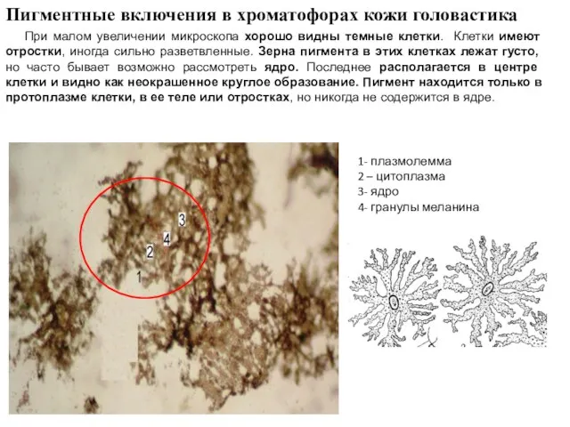 Пигментные включения в хроматофорах кожи головастика При малом увеличении микроскопа хорошо