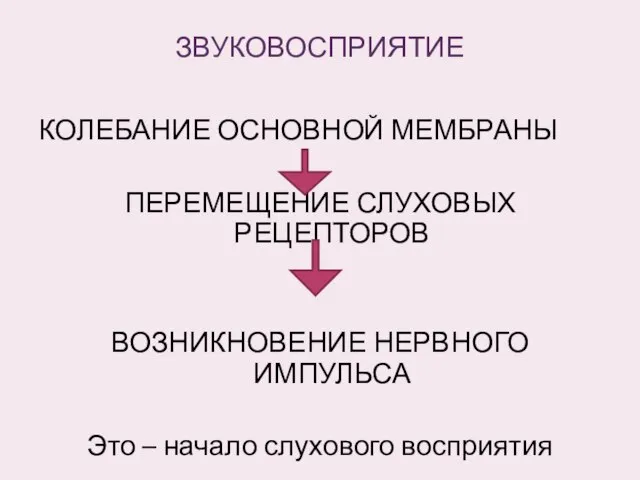 ЗВУКОВОСПРИЯТИЕ КОЛЕБАНИЕ ОСНОВНОЙ МЕМБРАНЫ ПЕРЕМЕЩЕНИЕ СЛУХОВЫХ РЕЦЕПТОРОВ ВОЗНИКНОВЕНИЕ НЕРВНОГО ИМПУЛЬСА Это – начало слухового восприятия