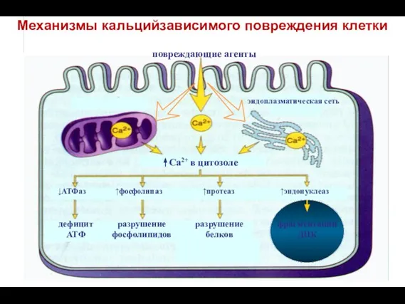 Механизмы кальцийзависимого повреждения клетки