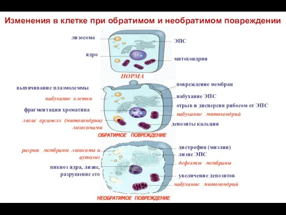 Изменения в клетке при обратимом и необратимом повреждении