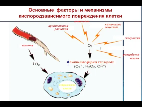 Основные факторы и механизмы кислородзависимого повреждения клетки