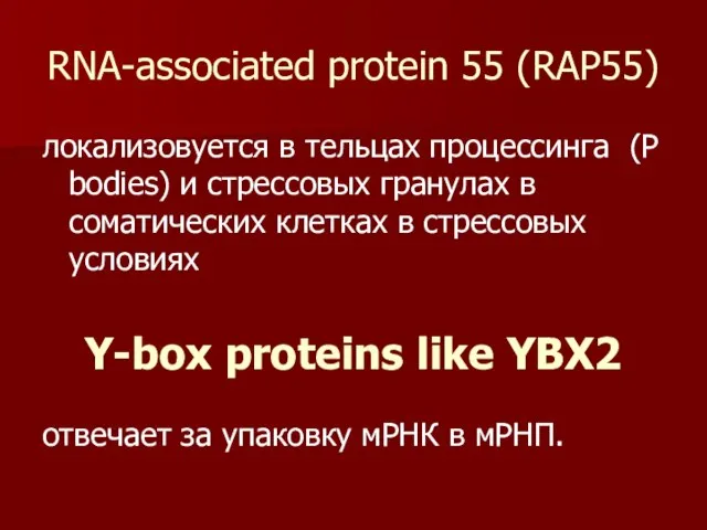 RNA-associated protein 55 (RAP55) локализовуется в тельцах процессинга (P bodies) и