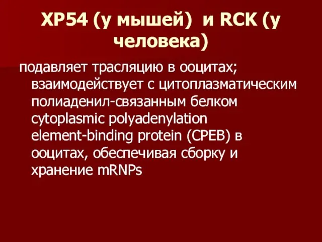 XP54 (у мышей) и RCK (у человека) подавляет трасляцию в ооцитах;