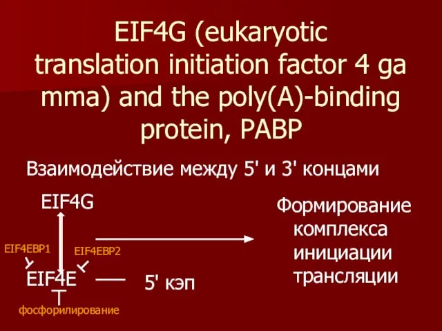 EIF4G (eukaryotic translation initiation factor 4 gamma) and the poly(A)-binding protein,