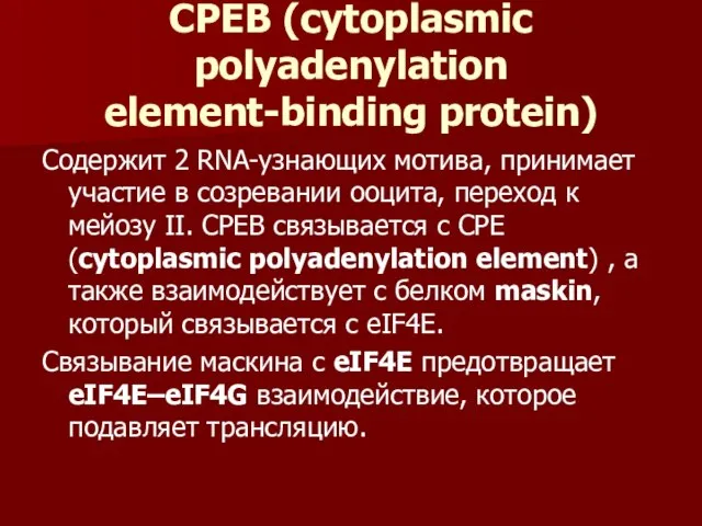 CPEB (cytoplasmic polyadenylation element-binding protein) Содержит 2 RNA-узнающих мотива, принимает участие