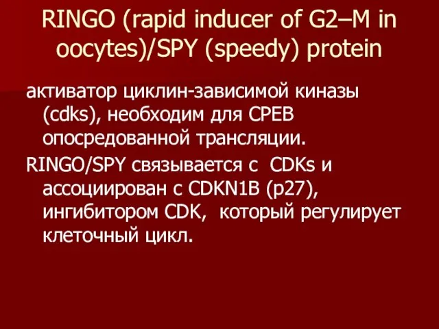 RINGO (rapid inducer of G2–M in oocytes)/SPY (speedy) protein активатор циклин-зависимой