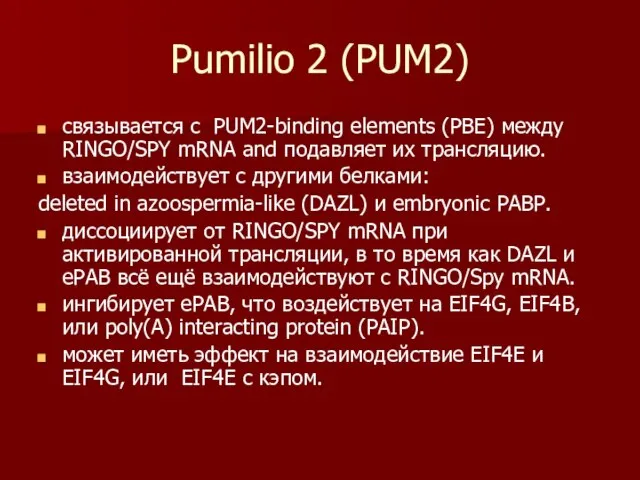 Pumilio 2 (PUM2) связывается с PUM2-binding elements (PBE) между RINGO/SPY mRNA