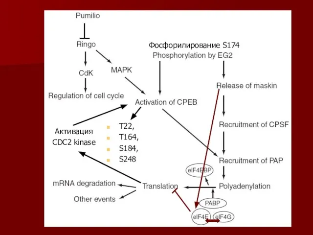 CPEB CPEB T22, T164, S184, S248 Фосфорилирование S174 Активация CDC2 kinase