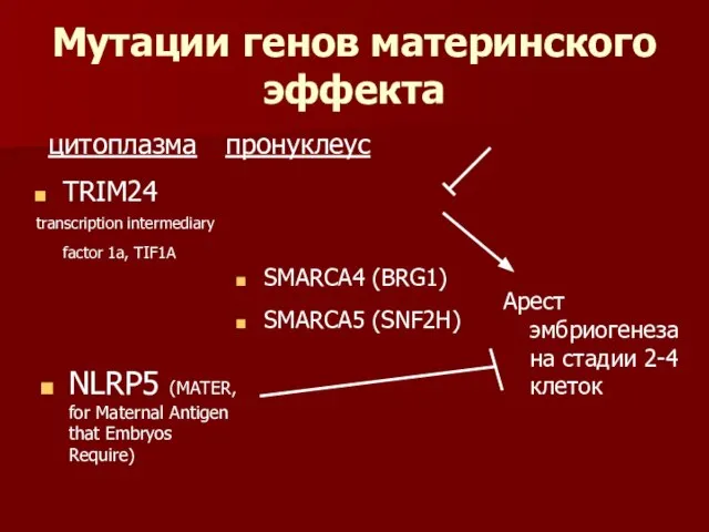 Мутации генов материнского эффекта TRIM24 transcription intermediary factor 1a, TIF1A цитоплазма