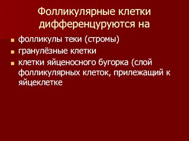 Фолликулярные клетки дифференцуруются на фолликулы теки (стромы) гранулёзные клетки клетки яйценосного